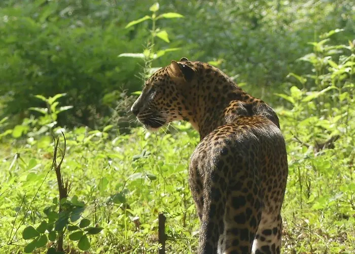 Viveka Inn Guest And Yala Safari