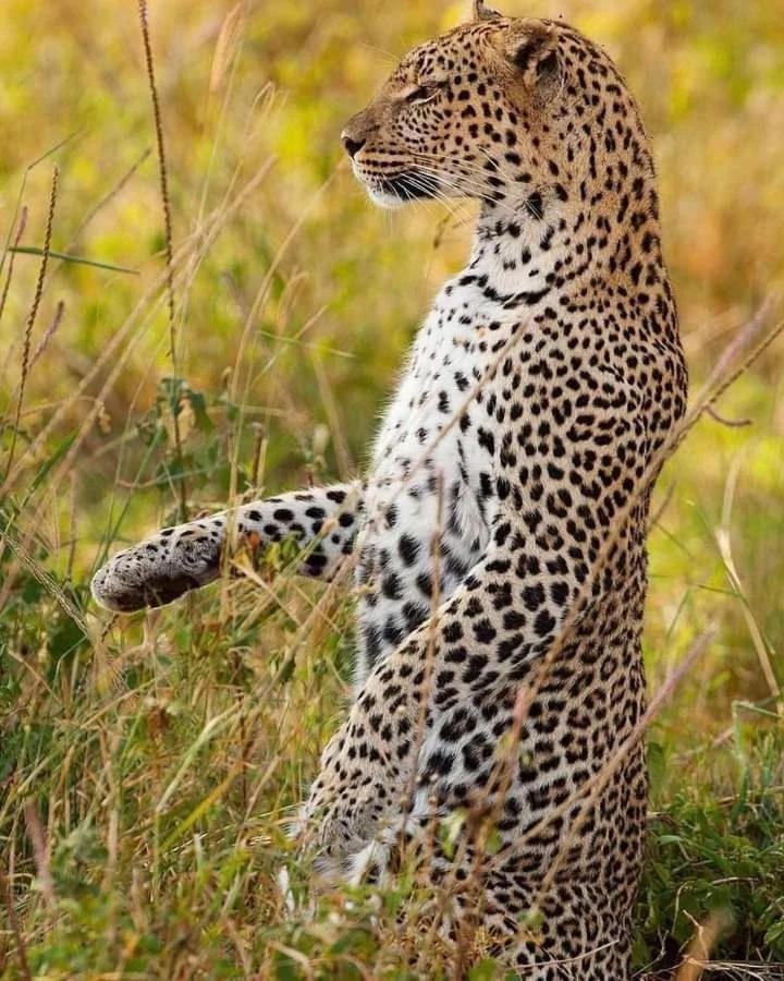 Viveka Guest And Yala Safari Guest house 2*