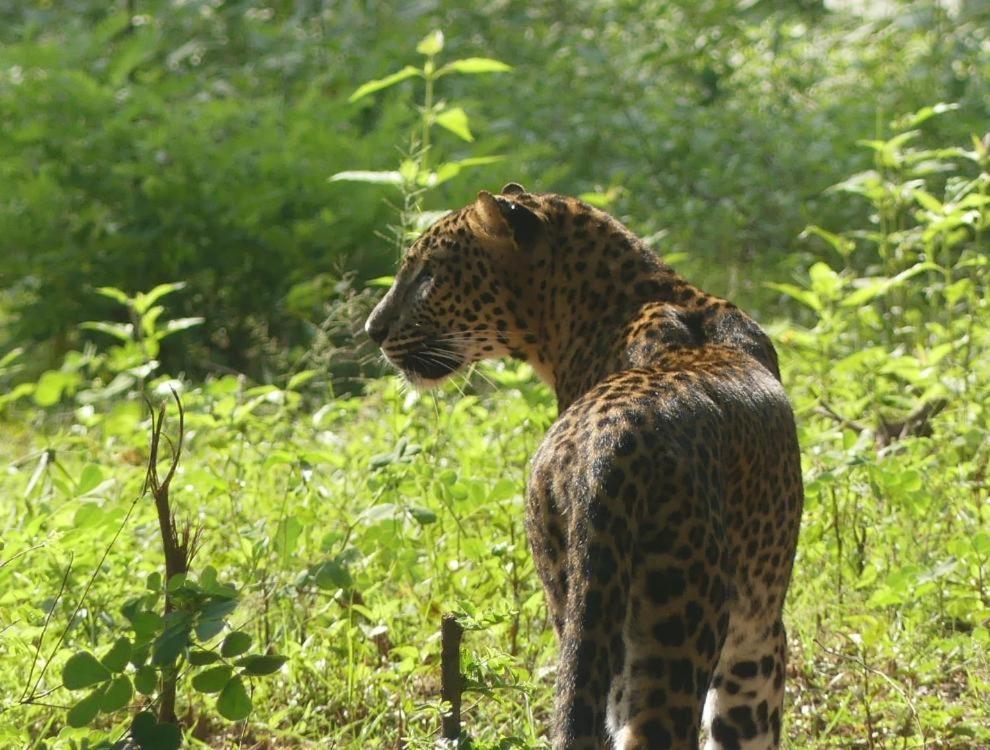 गेस्ट हाउस Viveka Guest And Yala Safari 2*