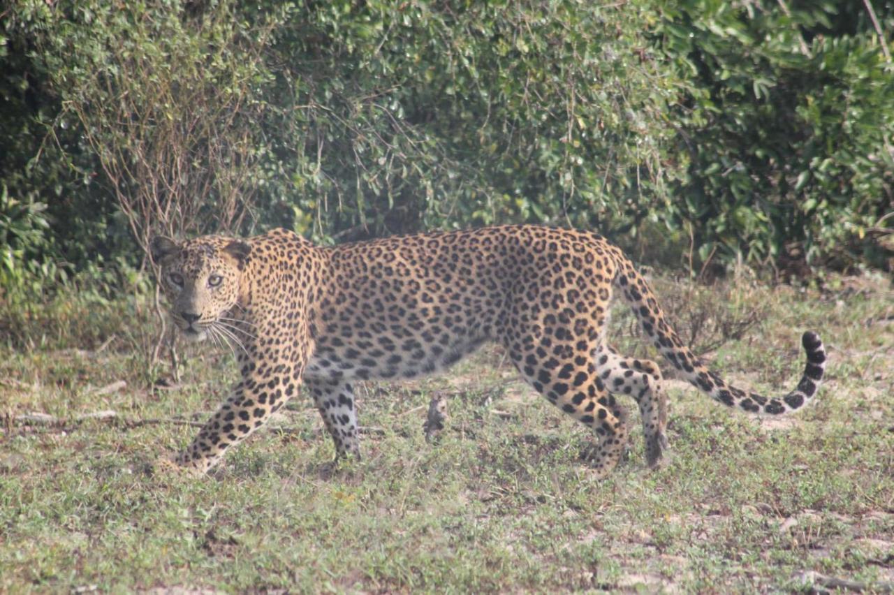 Viveka Guest And Yala Safari गेस्ट हाउस Tissamaharama