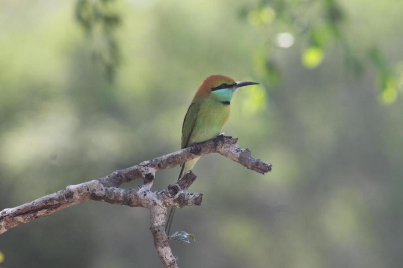 गेस्ट हाउस Viveka Guest And Yala Safari 2*