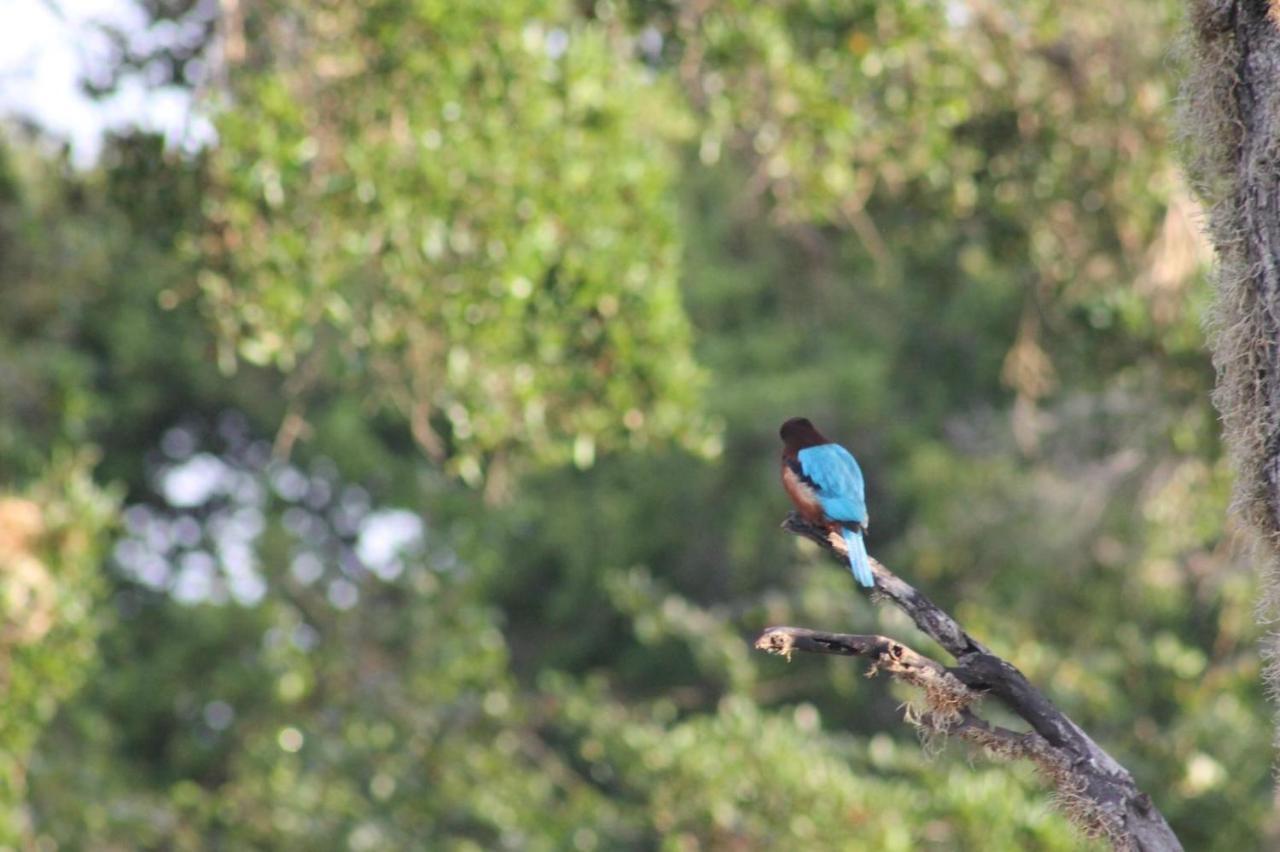 गेस्ट हाउस Viveka Guest And Yala Safari