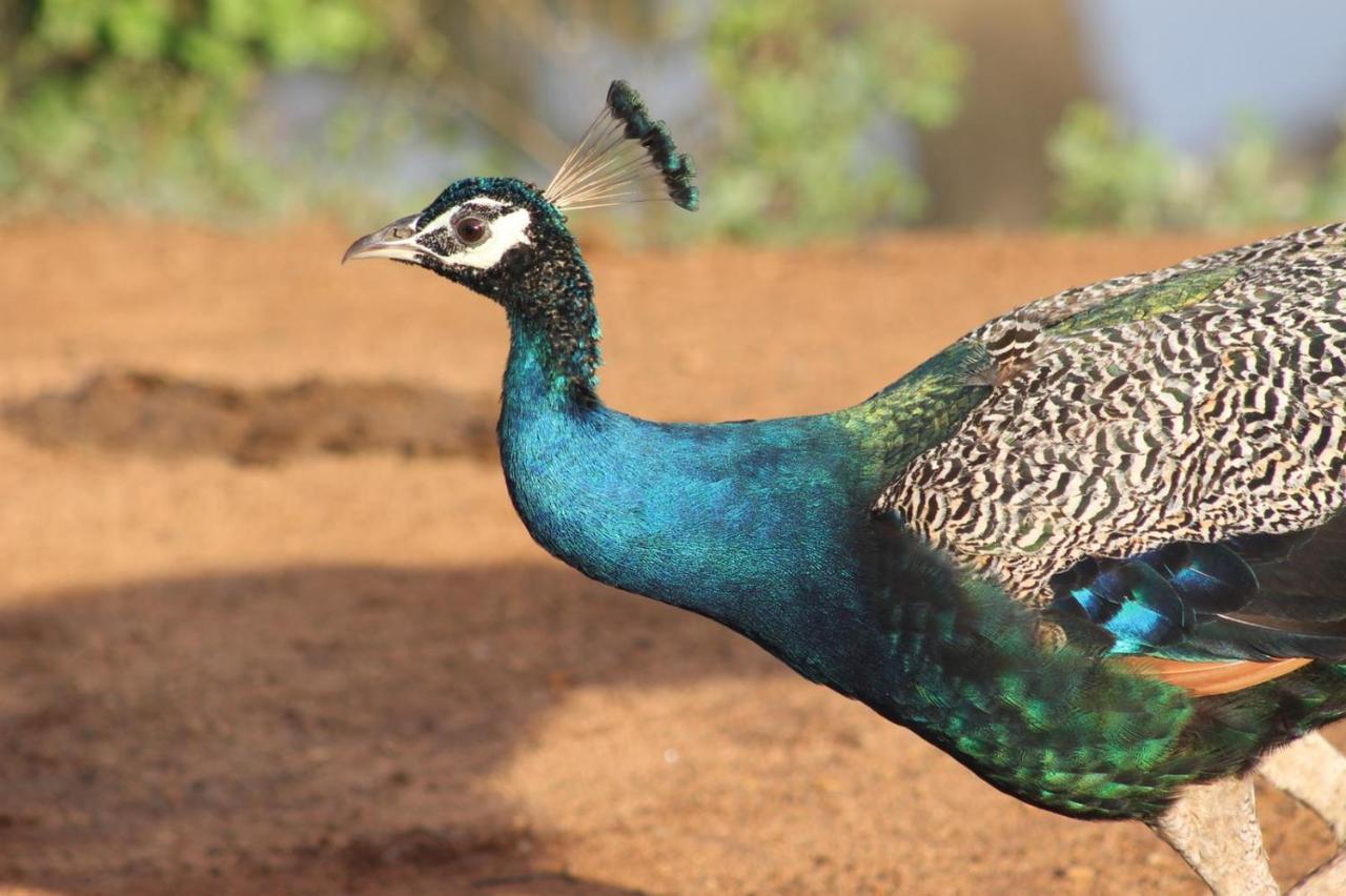 Viveka Guest And Yala Safari गेस्ट हाउस Tissamaharama
