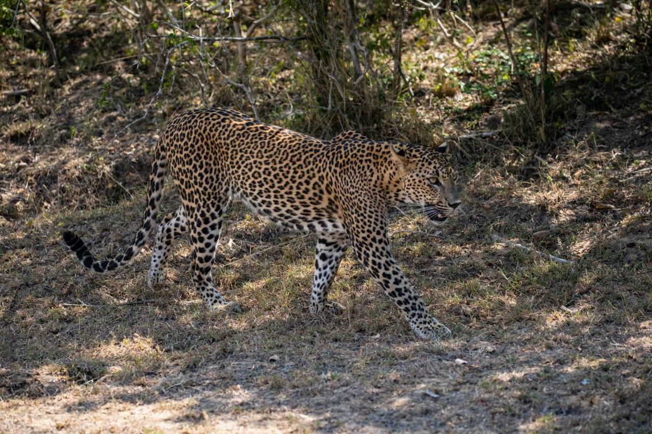 Viveka Guest And Yala Safari गेस्ट हाउस