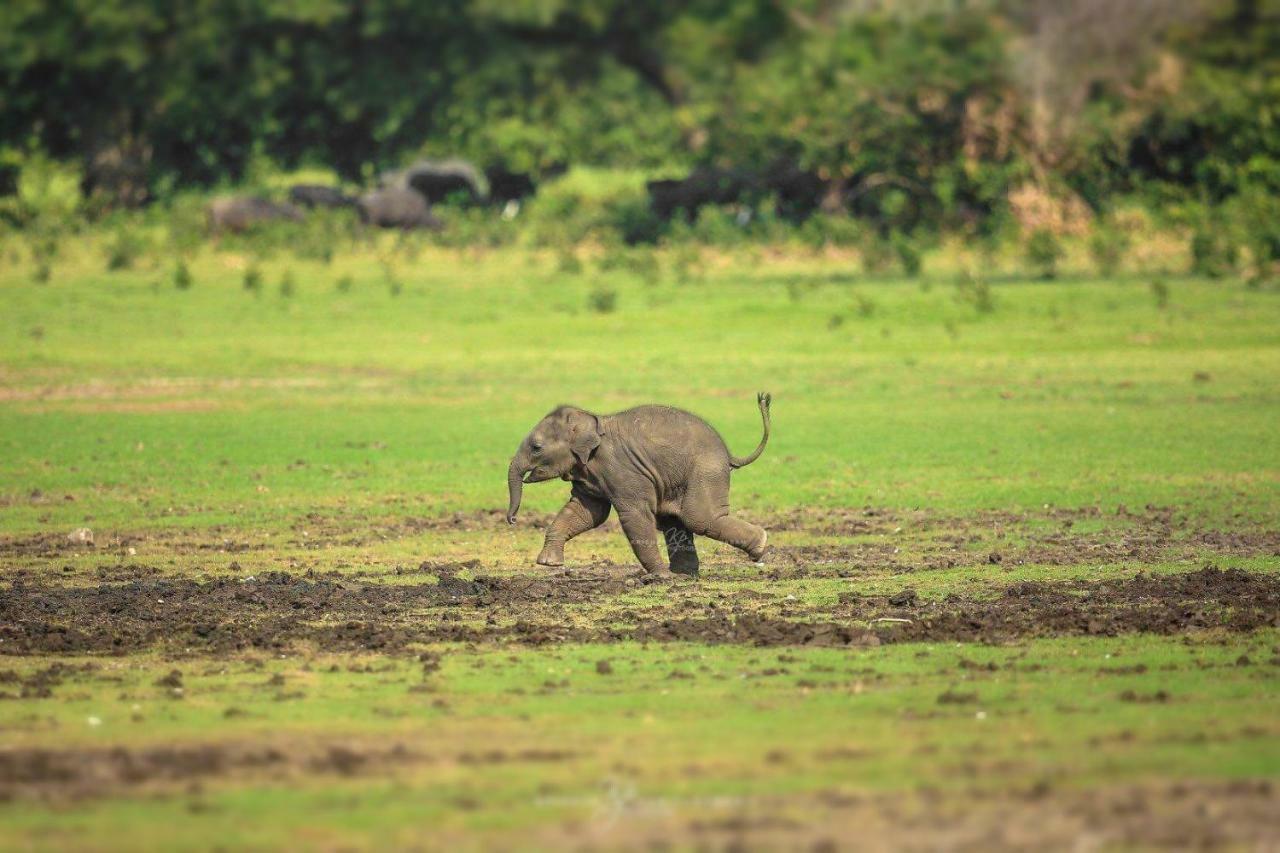 गेस्ट हाउस Viveka Guest And Yala Safari Tissamaharama